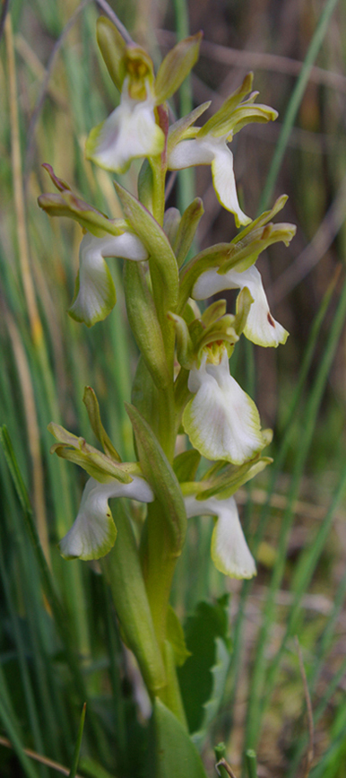 Barlia robertiana bianca 